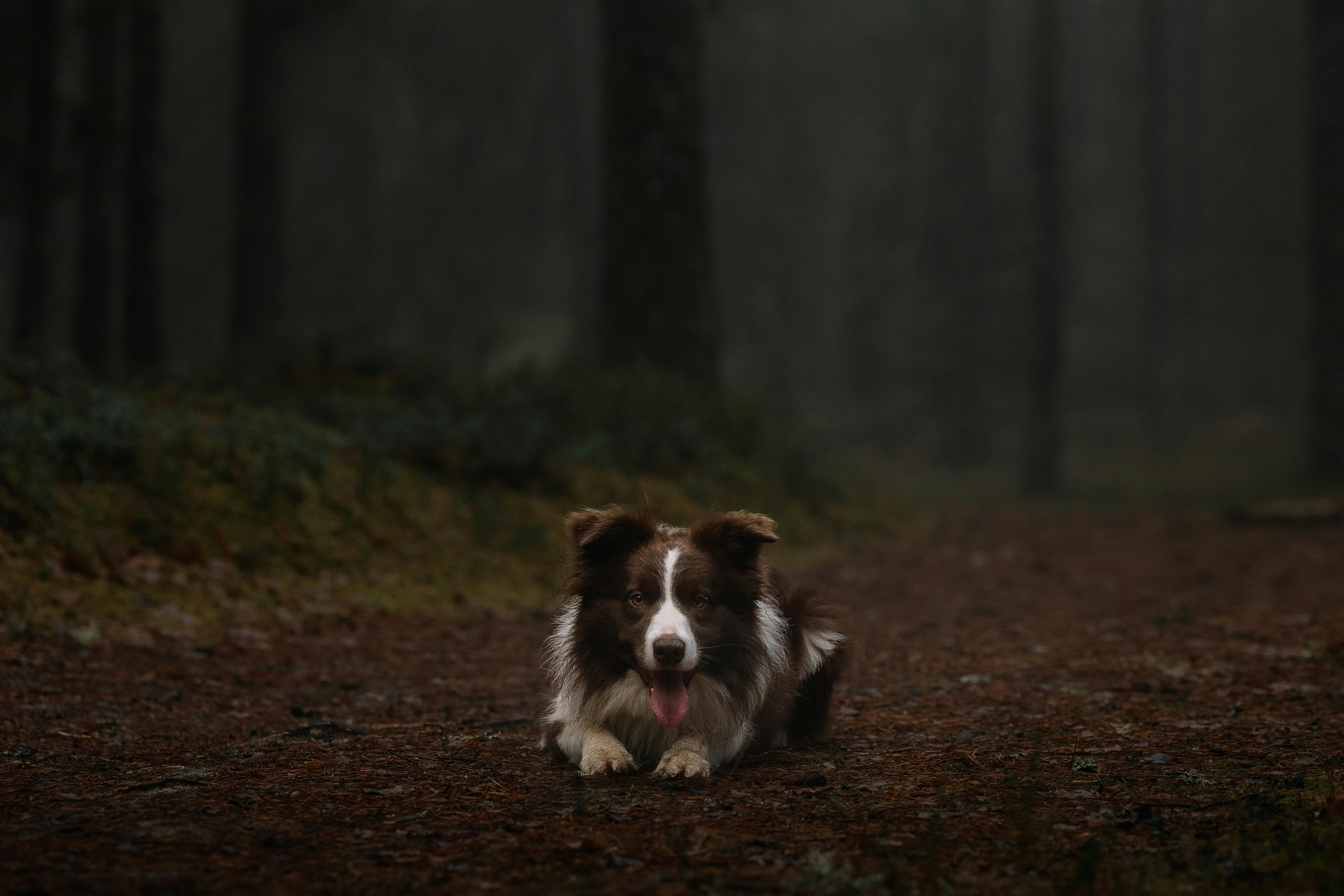 A Border Collie lying on a forest path surrounded by dark, misty woods.