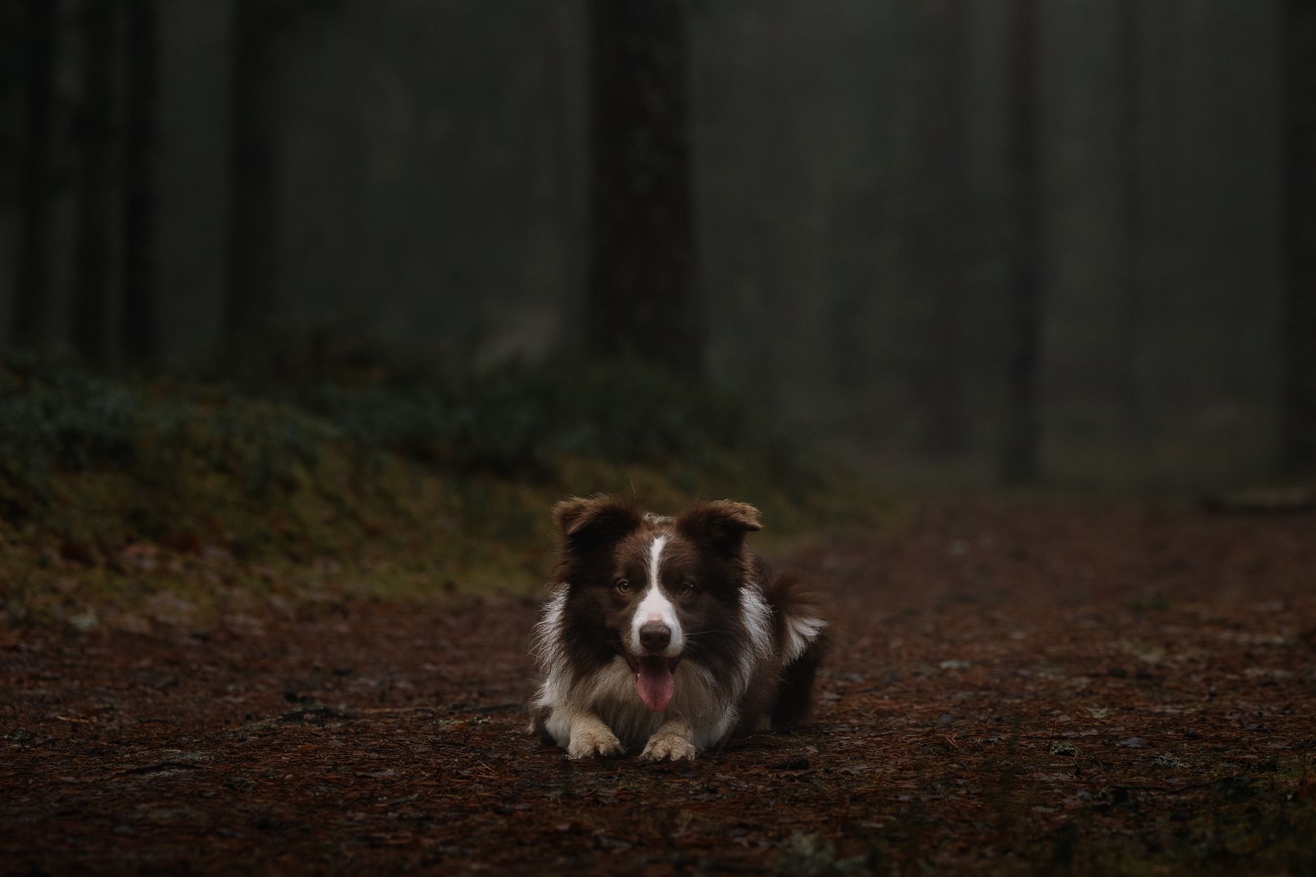 The Veterinary Science of Canine Thermoregulation