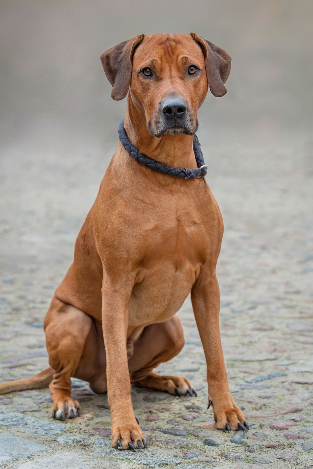Sitting African Rhodesian Ridgeback Rhodesian Ridgeback Dog Sitting on Pavement · Free Stock Photo