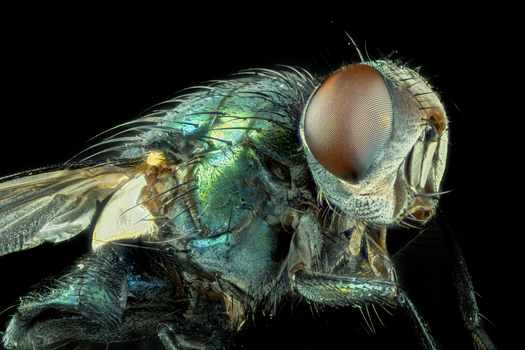 Extreme close-up of a green bottle fly displaying intricate details and vivid colors.