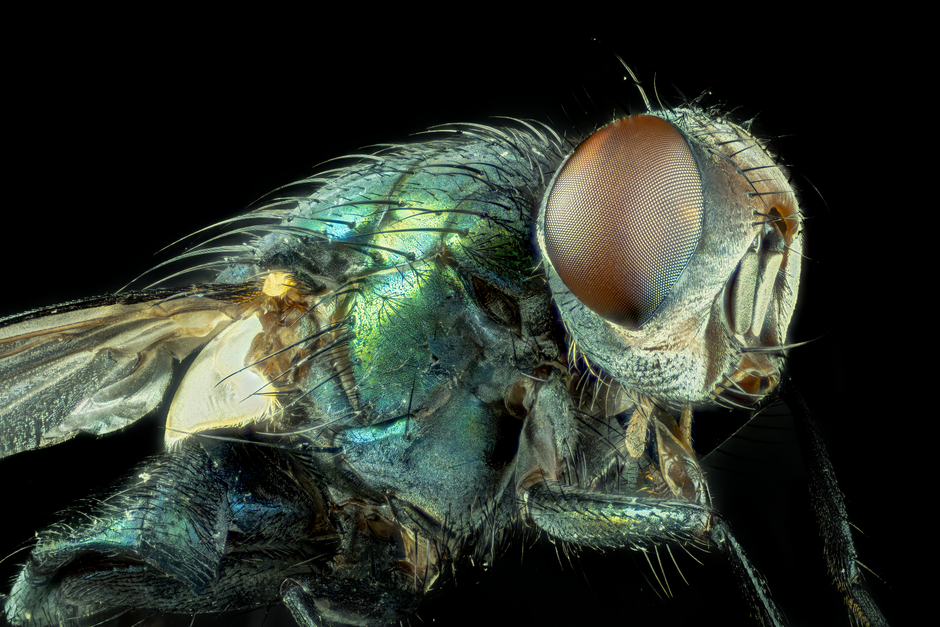 Extreme close-up of a green bottle fly displaying intricate details and vivid colors.