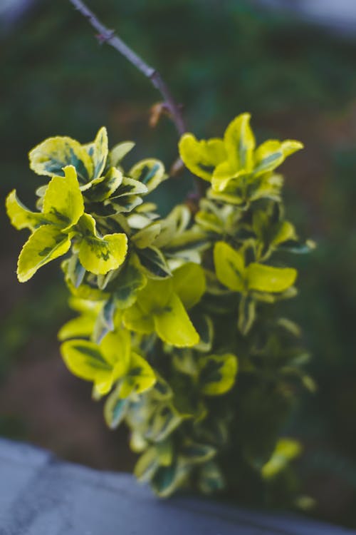 Free stock photo of earth, flower, grass