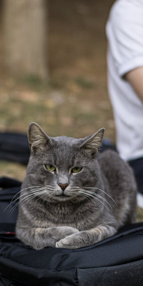 Free stock photo of cat, chilling, grumpy