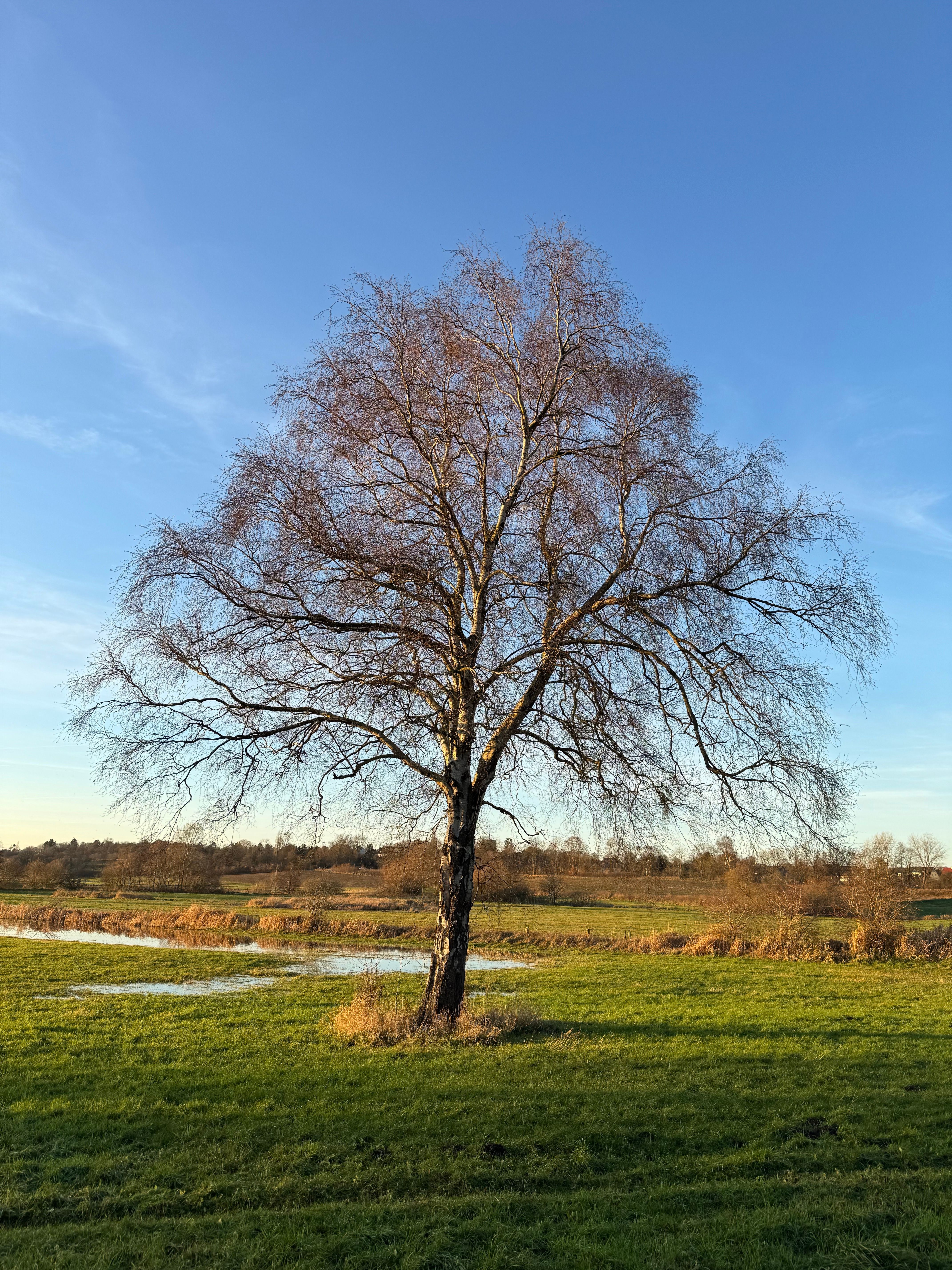 Solitary tree in serene German landscape · Free Stock Photo