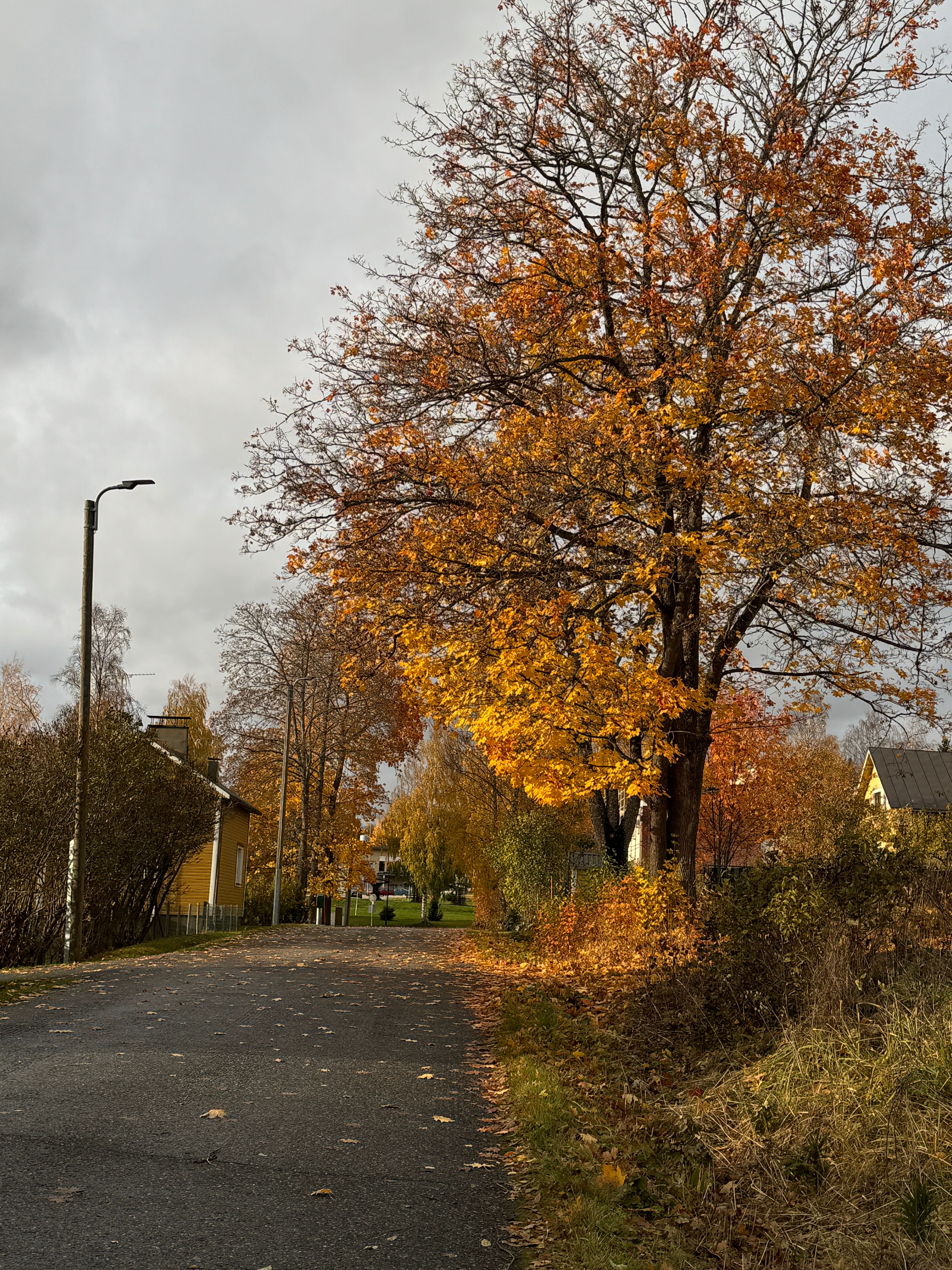 Charming Autumn Street with Golden Foliage · Free Stock Photo
