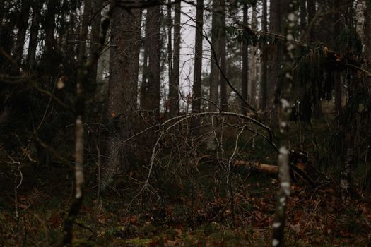 A dark and atmospheric forest landscape with fallen branches and dense trees.