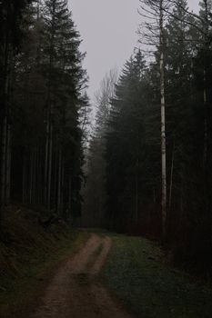 A serene, misty forest path surrounded by tall trees in early morning light, exuding tranquility and mystery.
