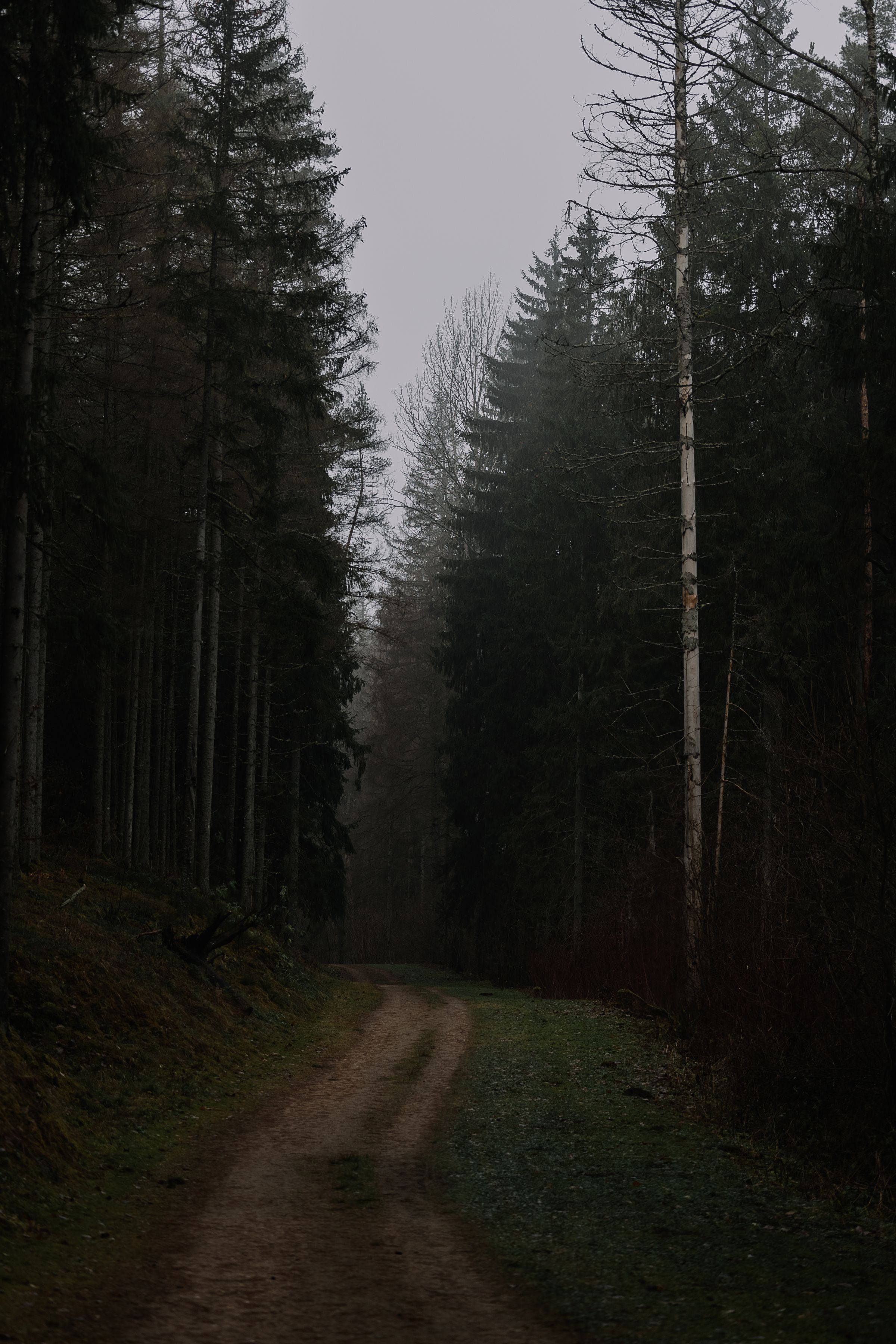 A misted forest pathway in early morning light, evoking the fog of Puerto Rico's coffee highlands