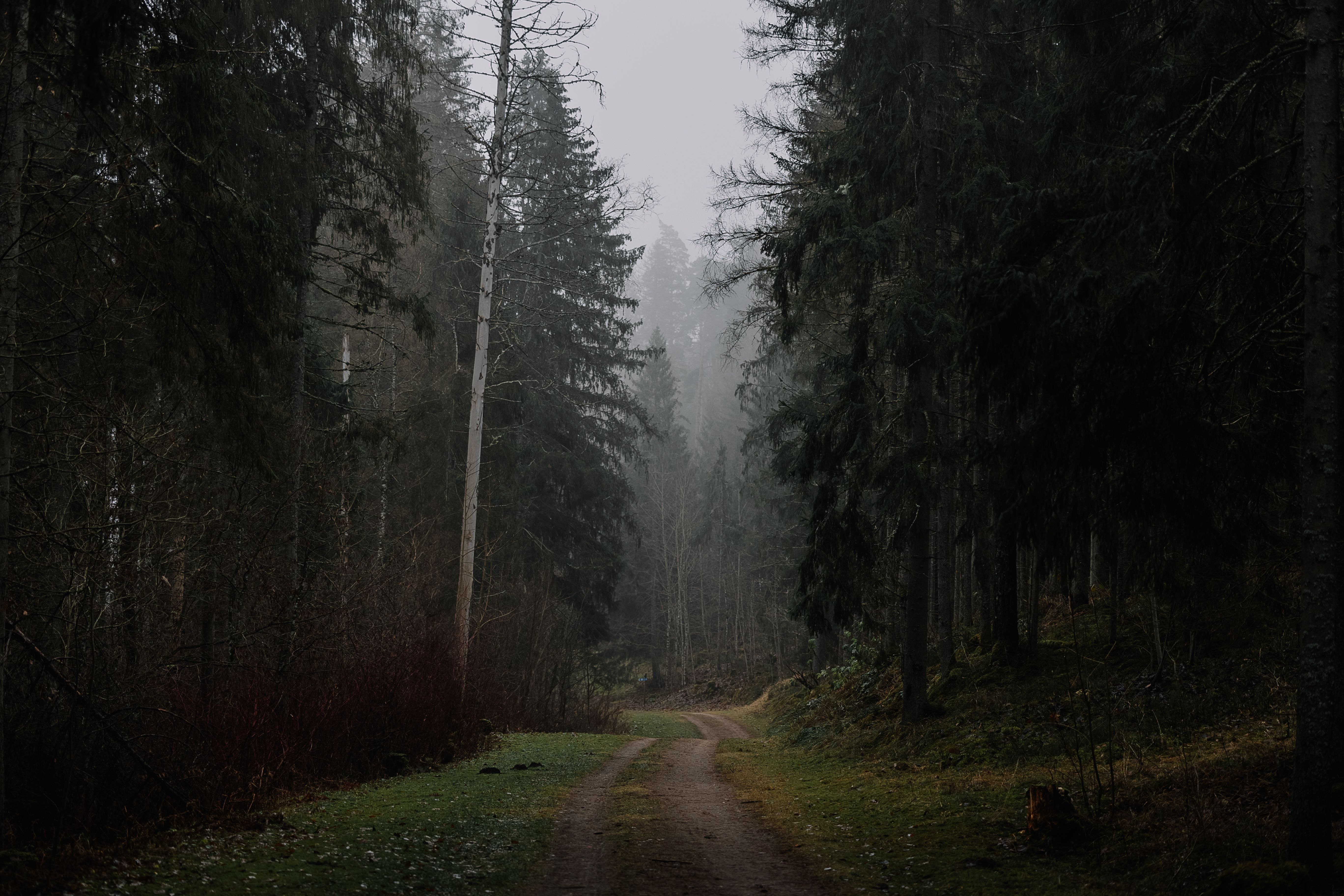 Misty autumn forest path in Estonia, highlighting variable weather