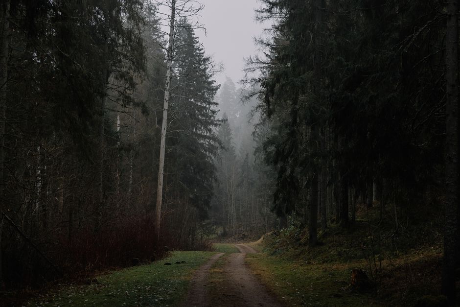 Misty autumn forest path in Estonia, highlighting variable weather