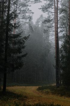 Serene misty forest path surrounded by towering pine trees, perfect for nature and tranquility themes.
