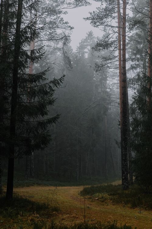 Free Serene misty forest path surrounded by towering pine trees, perfect for nature and tranquility themes. Stock Photo