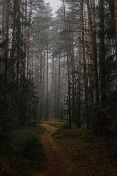 A tranquil misty forest path surrounded by tall pine trees, capturing a serene natural atmosphere.