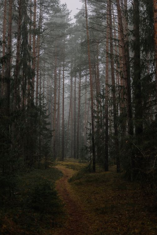 Free A tranquil misty forest path surrounded by tall pine trees, capturing a serene natural atmosphere. Stock Photo