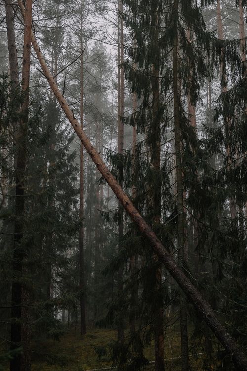 Free A captivating misty forest with tall pine trees creating a moody atmosphere in nature. Stock Photo