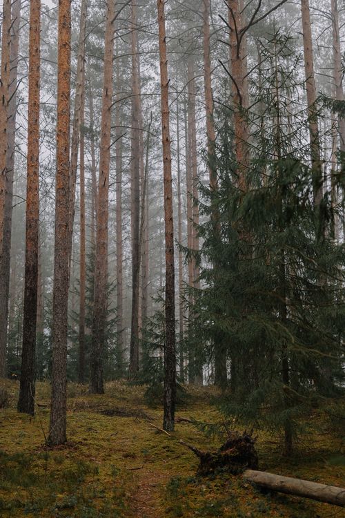 Free A tranquil view of a misty pine forest with autumn ambiance and soft lighting. Stock Photo