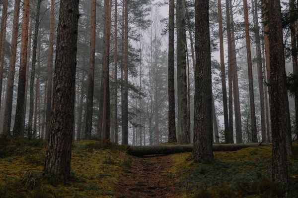 A misty pine forest in soft light — photo by Elina Volkova on Pexels