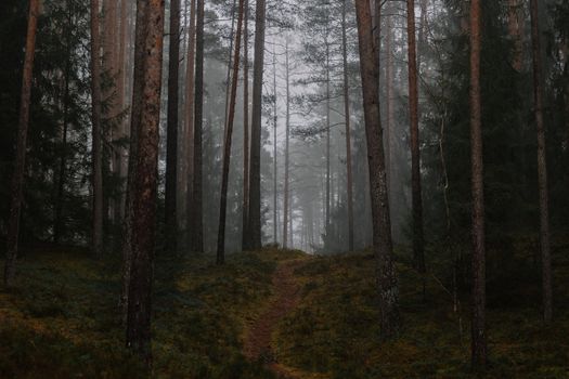 A serene misty forest path surrounded by tall pine trees creating a tranquil atmosphere.