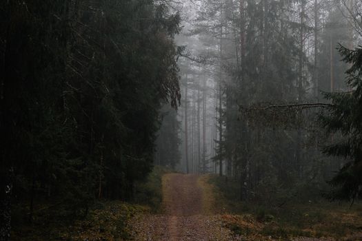 A serene misty path through a dense forest, evoking calm and mystery.