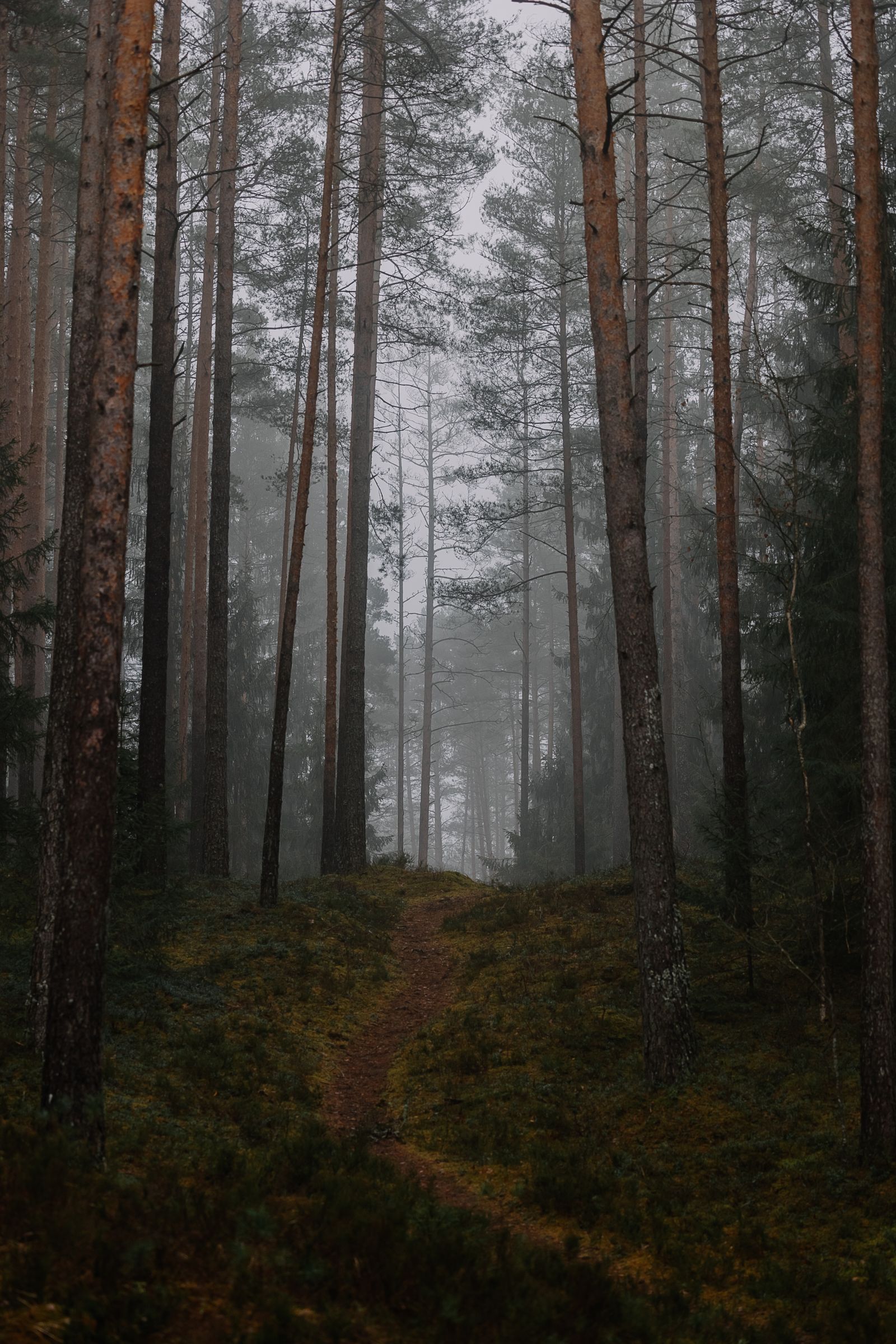 Misty path through a pine forest