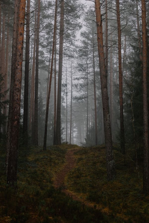 Misty forest path used for endurance runs