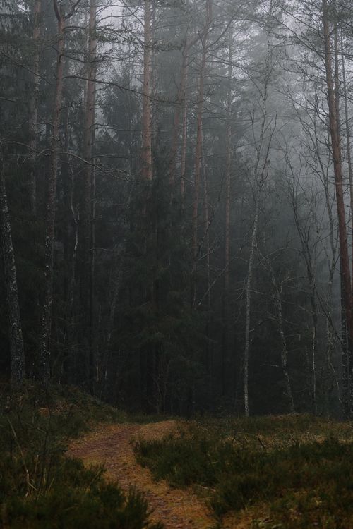 Free A serene forest pathway shrouded in dense mist during an early morning in the woods. Stock Photo
