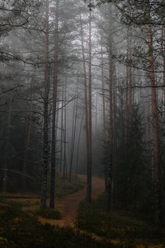 Serene and mysterious misty pine forest path enveloped in early morning fog.