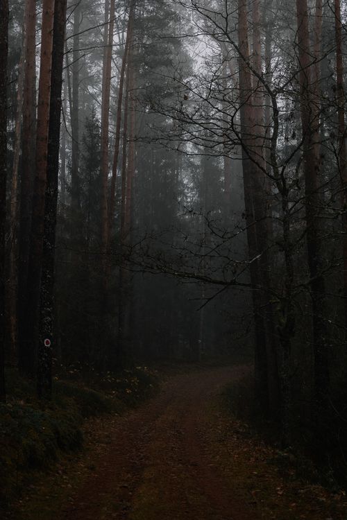 Free Atmospheric misty forest path surrounded by tall pine trees, creating a mysterious and serene ambiance. Stock Photo
