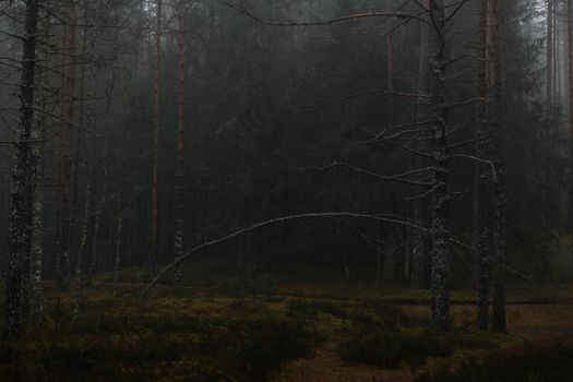 Atmospheric misty forest scene with tall pine trees engulfed in fog.. pexels, atmospheric, misty
