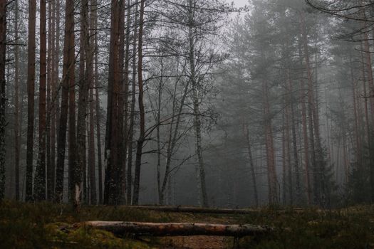 Misty forest landscape evokes tranquility with tall pine trees enveloped in fog.
