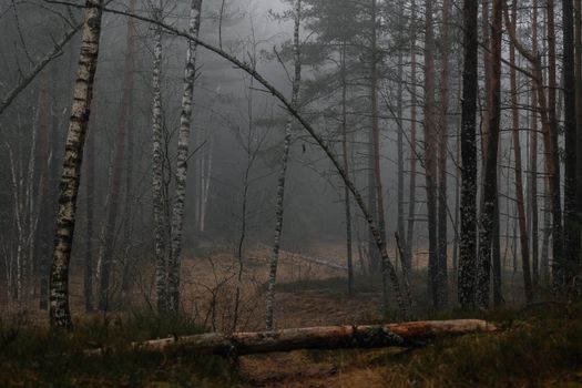 Serene misty forest landscape with tall trees and fog creating a mysterious ambiance.