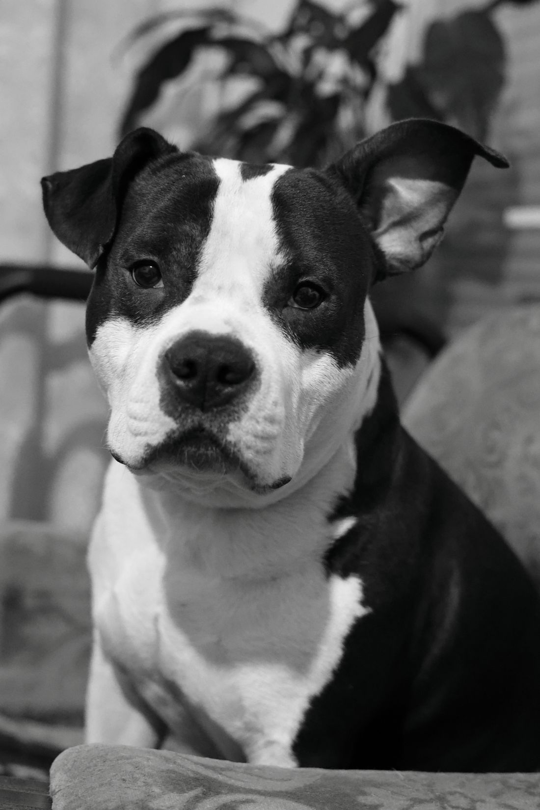 Ev ortamında oturan siyah beyaz American Staffordshire Terrier