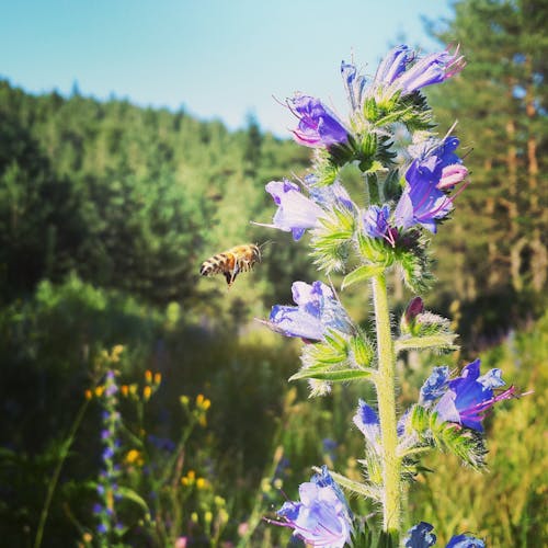 Foto stok gratis bunga-bunga, lebah