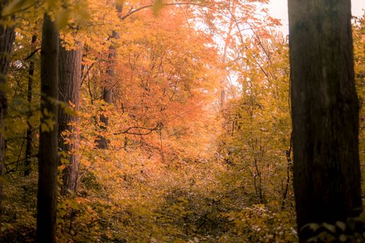 Capture of a tranquil autumn forest with vivid orange and yellow leaves.