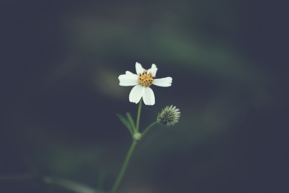 Селективный фокус фото белого цветка с лепестками
