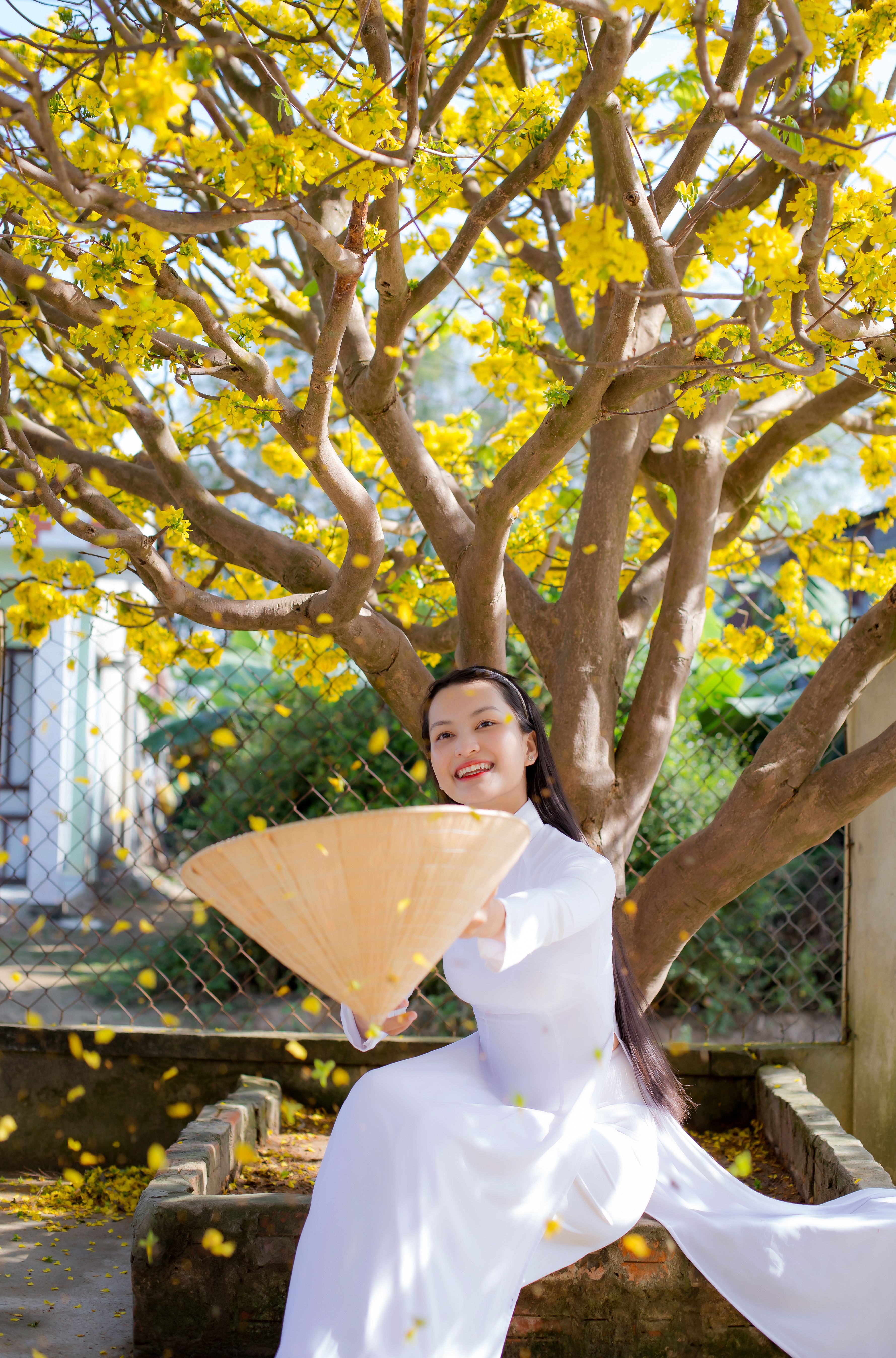 Woman in white áo dài holding a fan beneath a blooming yellow tree in Hội An, Vietnam.