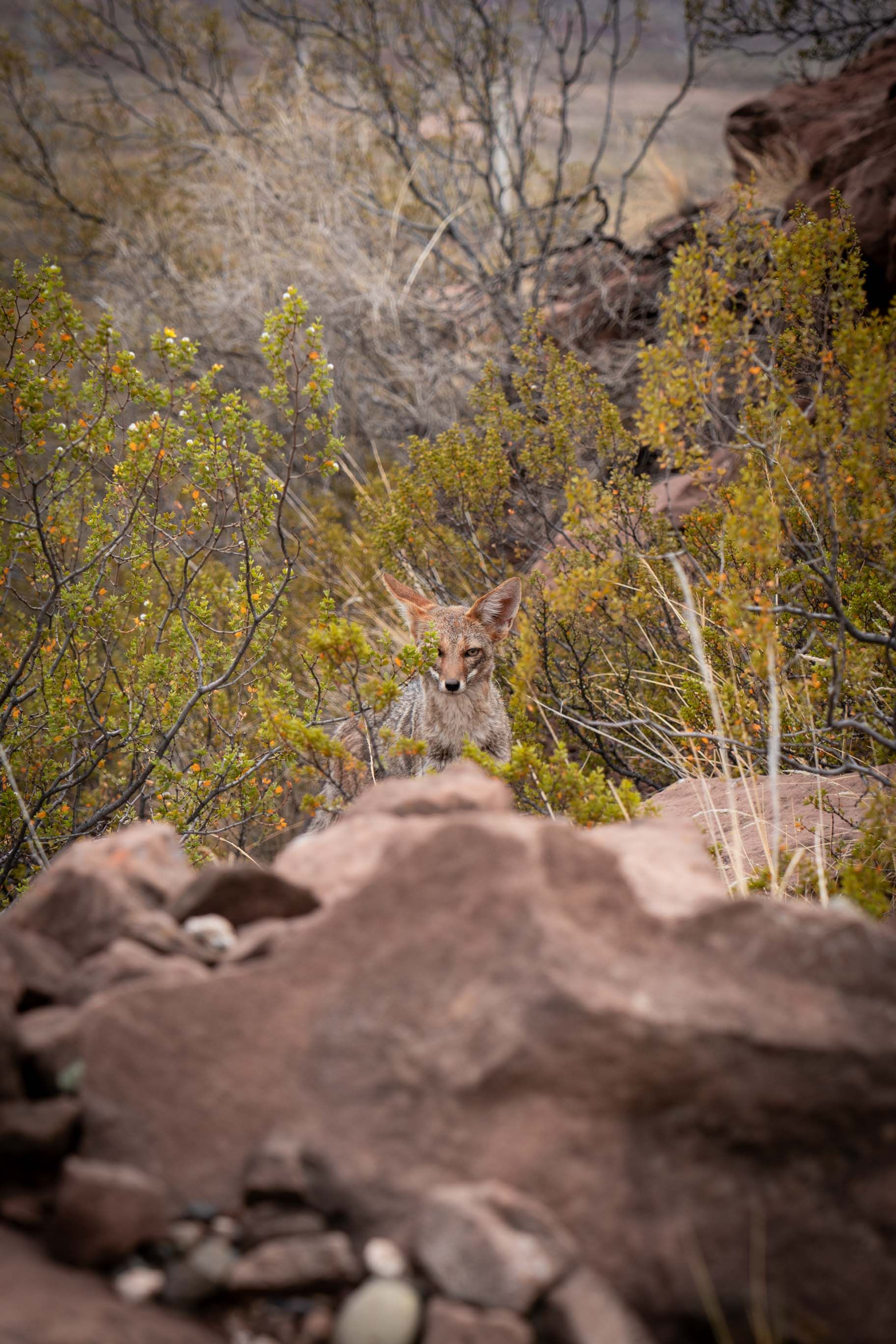 A fox camouflaged in the Patagonian landscape, showcasing the region's natural beauty.