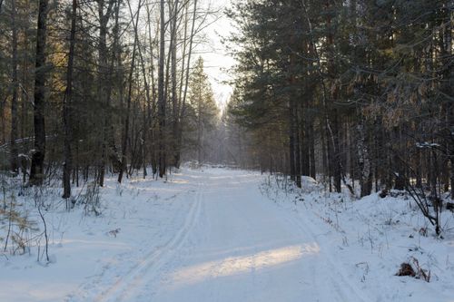 Free Peaceful snow-covered path in a serene winter forest with tall trees. Stock Photo