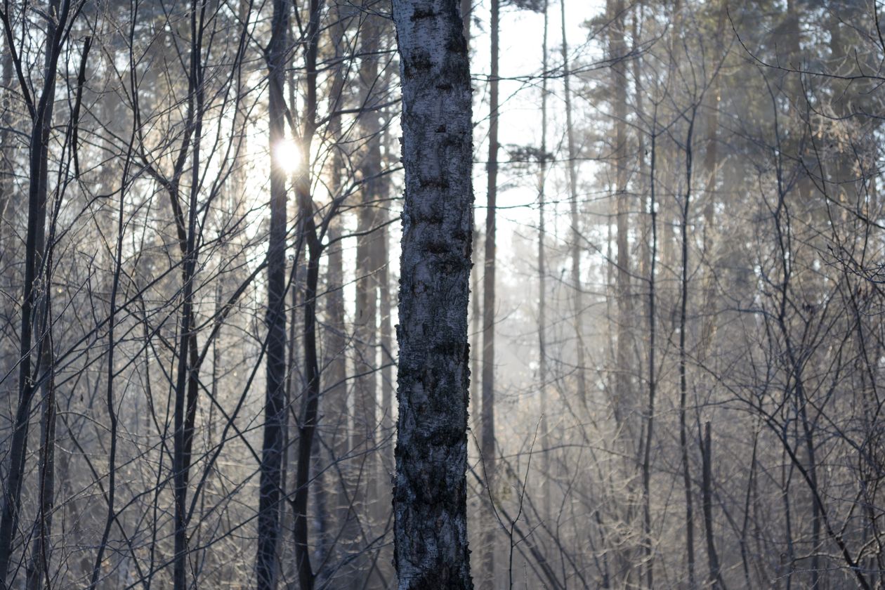Low winter sunlight shining through a forest