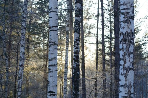 Free A peaceful winter morning in a birch forest with sunlight filtering through the trees. Stock Photo