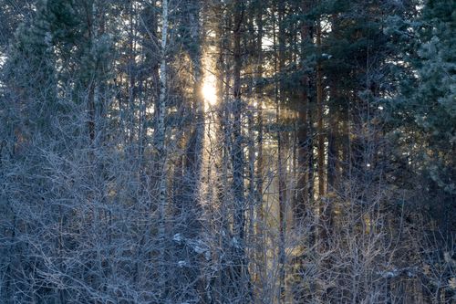 Free Sunlight filters through a serene snowy forest capturing winter's peaceful essence. Stock Photo