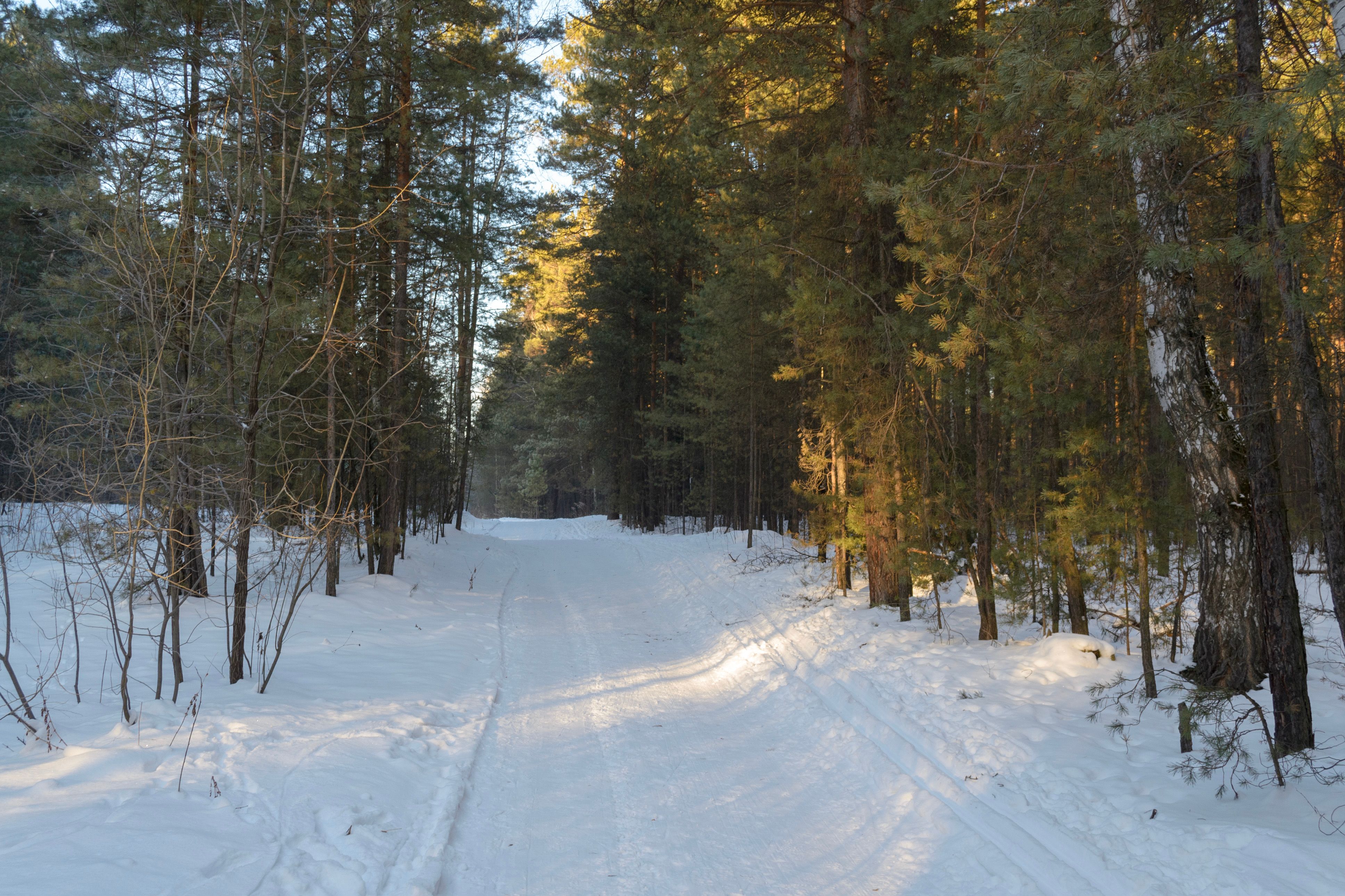 Snowy cross-country trails winding through hills near Otepaa
