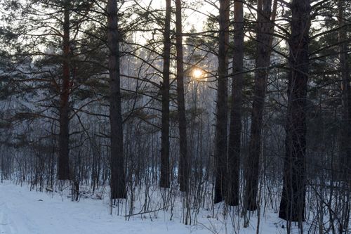 Free Tranquil winter forest scene with sunlight filtering through tall pine trees. Stock Photo