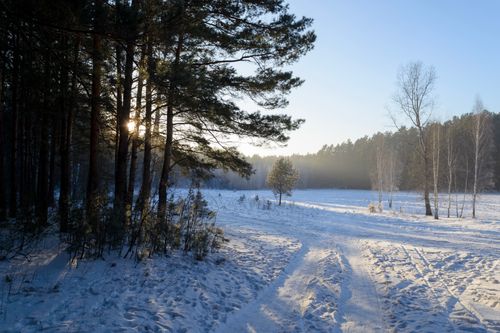 Free Serene winter landscape with snow-covered ground and sunlight peeking through trees. Stock Photo