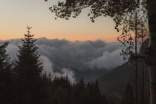 Free Peaceful forest landscape at dawn with misty clouds and a serene sunrise view. Stock Photo