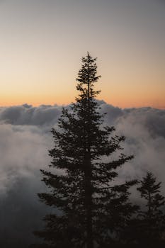 Scenic view of a lone pine tree silhouetted against a sunrise sky above clouds, evoking solitude and serenity.