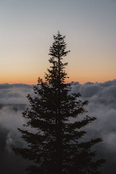 A lone tree silhouette against a dramatic twilight sky with clouds, evoking peace.
