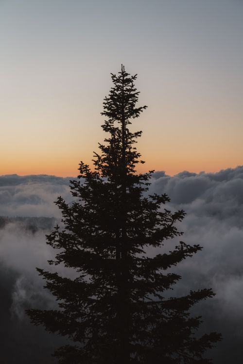 Free A lone tree silhouette against a dramatic twilight sky with clouds, evoking peace. Stock Photo
