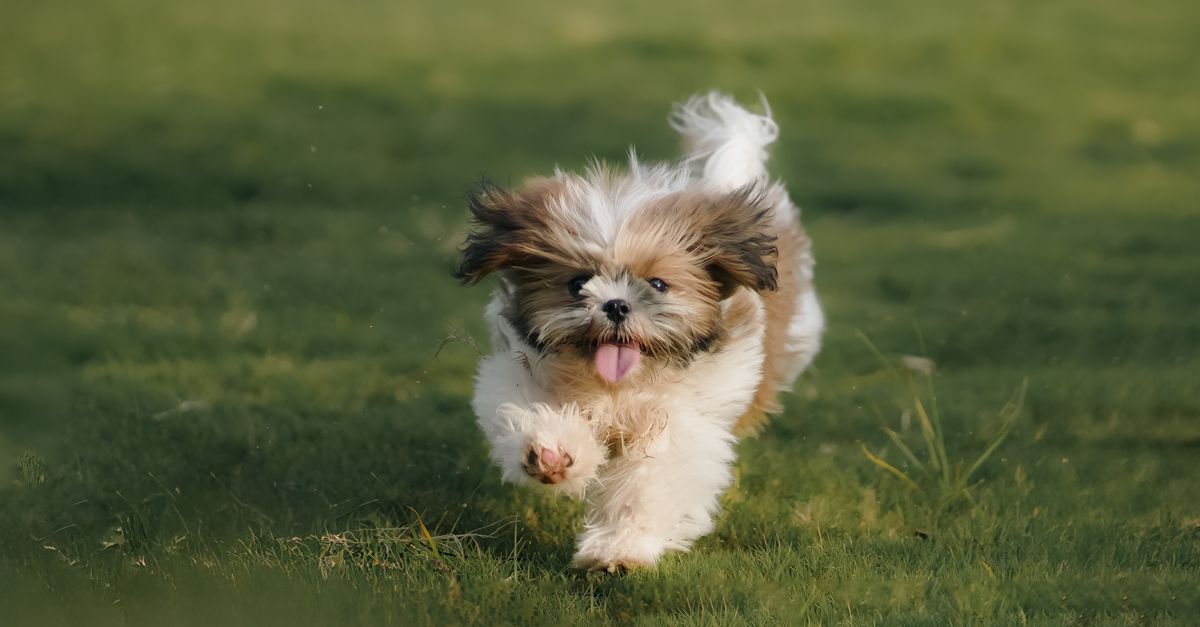 Adorable Shih Tzu puppy joyfully running across a green lawn outdoors on a sunny day.