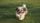 running dog